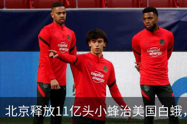 北京释放11亿头小蜂治美国白蛾，1毫米的神奇小蜂什么来头？